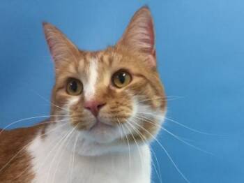 Izzy -  Domestic Short Hair Cat for Adoption in Golden Valley, Minnesota - Izzy | PetCurious