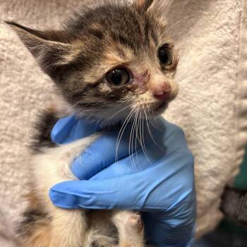 Watermelon 26-06-001 -  Domestic Short Hair Cat for Adoption in Bastrop, Texas - Watermelon 26-06-001 | PetCurious