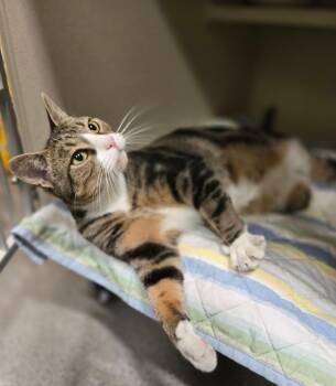 Delaney -  Tabby Cat for Adoption in New Rochelle, New York - Delaney | PetCurious