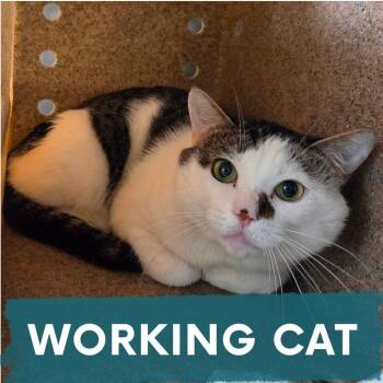 Fruitcake -  Domestic Short Hair Cat for Adoption in Asheville, North Carolina - Fruitcake | PetCurious