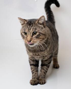 Longjohn -  Domestic Short Hair Cat for Adoption in Boone, Iowa - Longjohn | PetCurious