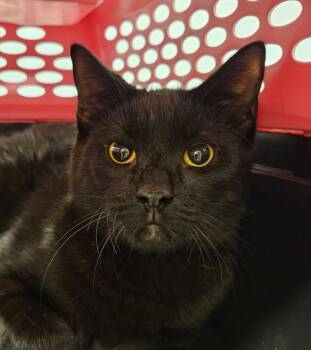 Nate -  Domestic Short Hair Cat for Adoption in Bloomington, Indiana - Nate | PetCurious
