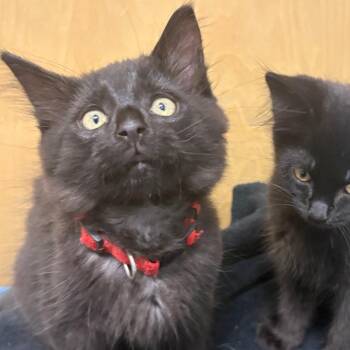 26-312 Dash (with Violet) -  Domestic Medium Hair and Maine Coon Cat for Adoption in North Branford, Connecticut - 26-312 Dash (with Violet) | PetCurious