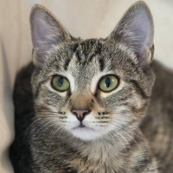 Rescue Domestic Short Hair Cats for Adoption in Stamford, Connecticut - Sweet, Snuggly Young | PetCurious
