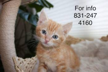 Germain -  Tabby Cat Available for Adoption in Santa Cruz, California - Germain | PetCurious