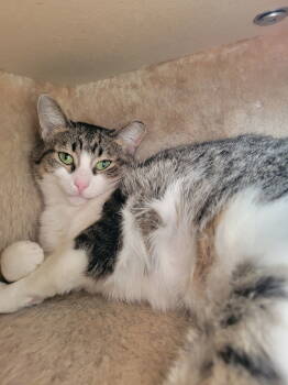 Rescue Tabby Cats for Adoption in Cuyahoga Falls, Ohio - Arbor | PetCurious