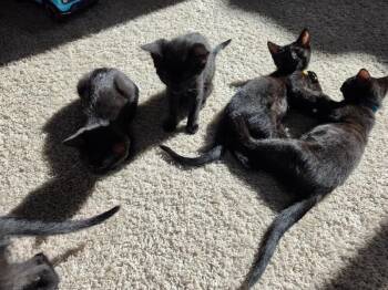 Maisie - Vintage litter -  Bombay Cat for Adoption in Anthem, Arizona - Maisie - Vintage Litter | PetCurious