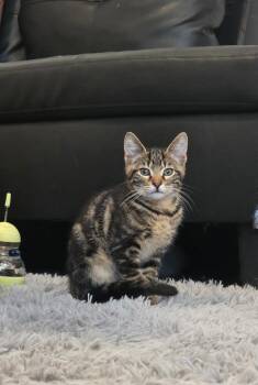 Gyro -  Domestic Short Hair Cat for Adoption in Miami, Oklahoma - Gyro | PetCurious
