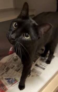 Elvira -  Domestic Short Hair Cat for Adoption in Mason City, Iowa - Elvira | PetCurious
