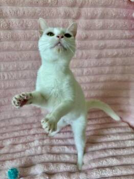 Meringue -  Domestic Short Hair Cat for Adoption in Vero Beach, Florida - Meringue | PetCurious