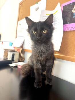 Claws -  Domestic Medium Hair Cat for Adoption in Lock Haven, Pennsylvania - Claws | PetCurious