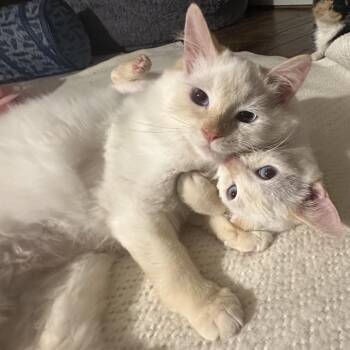 Siamese and Domestic Medium Hair Cats Available for Adoption - Fargo And Finley | PetCurious