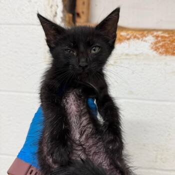 Licorice -  Domestic Short Hair Cat for Adoption in Edinburg, Texas - Licorice | PetCurious
