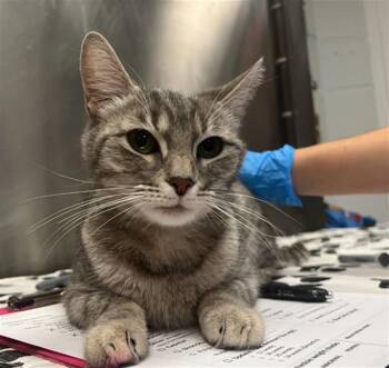 SMOKEY -  Domestic Short Hair Cat for Adoption in Hagerstown, Maryland - SMOKEY | PetCurious
