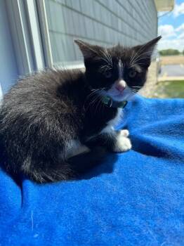 Domestic Short Hair Cats Available for Adoption in Sidney, Ohio - Geralt | PetCurious
