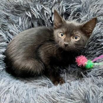 Wilma -  Domestic Short Hair Cat for Adoption in Jupiter, Florida - Wilma | PetCurious