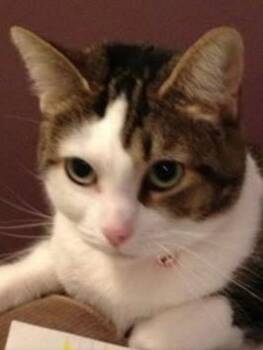 Domestic Short Hair Cats Available for Adoption - Emmie | PetCurious