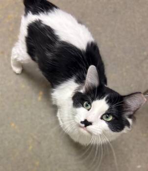 TONI -  Domestic Short Hair Cat for Adoption in West Valley City, Utah - TONI | PetCurious