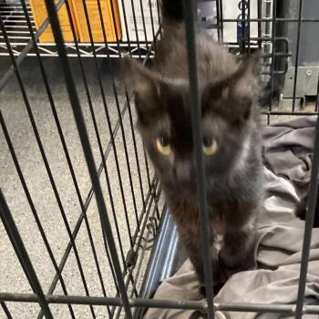 Mochi -  Domestic Medium Hair Cat for Adoption in Montgomery, Alabama - Mochi | PetCurious