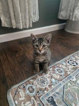 August -  Domestic Short Hair Cat for Adoption in Penryn, California - August | PetCurious