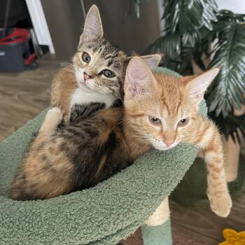 Zoe -  Domestic Short Hair Cat for Adoption in San Antonio, Texas - Zoe | PetCurious