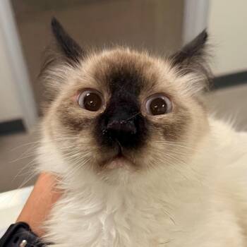 Domestic Short Hair Cats Available for Adoption in Las Cruces, New Mexico - Jasper | PetCurious