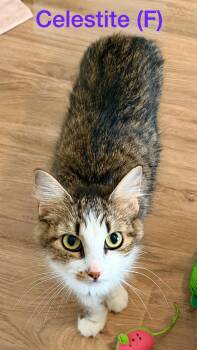 Celestite -  Domestic Short Hair Cat for Adoption in Clarksville, Tennessee - Celestite | PetCurious