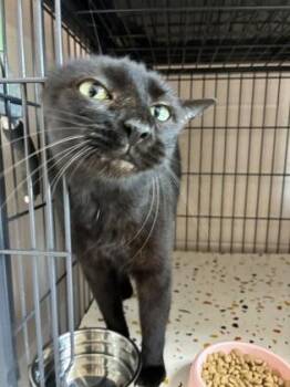 26-534 -  Domestic Short Hair Cat for Adoption in Barnesville, Georgia - 26-534 | PetCurious