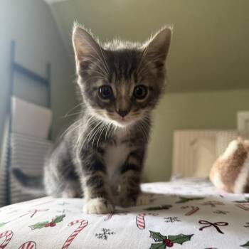 26-225 Palermo -  Domestic Short Hair Cat for Adoption in North Branford, Connecticut - 26-225 Palermo | PetCurious