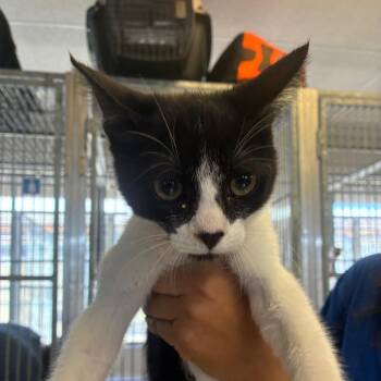 Quill -  Domestic Short Hair Cat for Adoption in Goleta, California - Quill | PetCurious