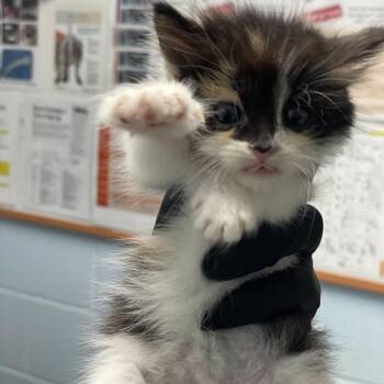 Domestic Long Hair Cats Available for Adoption in Riverside, California - Ivy | PetCurious