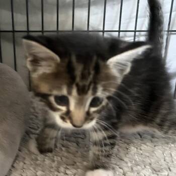 Domestic Short Hair Cats Available for Adoption in Sarasota, Florida - Smudge | PetCurious
