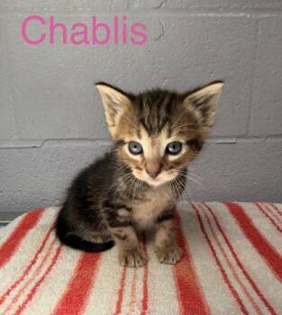 Chablis -  Domestic Short Hair Cat for Adoption in Fort Worth, Texas - Chablis | PetCurious