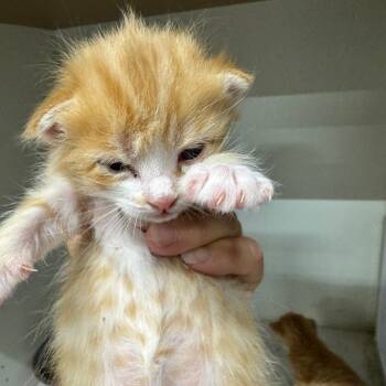 Rescue Domestic Short Hair Cats for Adoption in Austin, Texas - Evanora JG | PetCurious