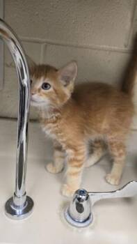 Chuckie -  Domestic Medium Hair Cat for Adoption in Wichita, Kansas - Chuckie | PetCurious