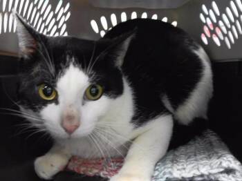 Domestic Short Hair Cats Available for Adoption in Omaha, Nebraska - CUBOID | PetCurious