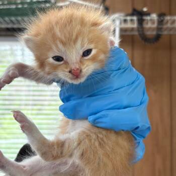 Cheez It -  Domestic Long Hair Cat for Adoption in Columbiana, Alabama - Cheez It | PetCurious
