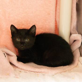 Cheeto -  Domestic Short Hair Cat for Adoption in Pasadena, California - Cheeto | PetCurious