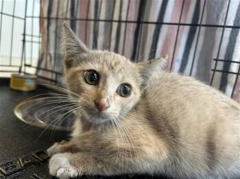 JAY -  Domestic Short Hair Cat for Adoption in San Antonio, Texas - JAY | PetCurious