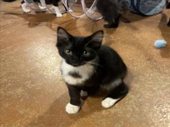 *BOOTS -  Domestic Short Hair Cat for Adoption in Woodland, California - *BOOTS | PetCurious