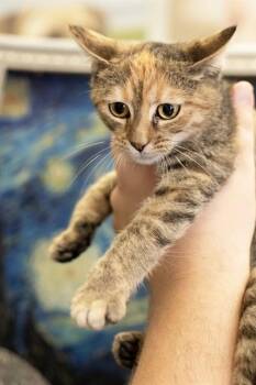CINNAMON -  Domestic Short Hair Cat for Adoption in Belleville, Illinois - CINNAMON | PetCurious