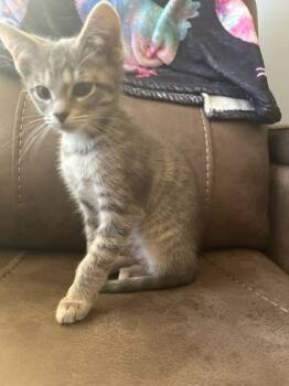 Rescue Domestic Short Hair Cats for Adoption in Knoxville, Tennessee - Spruce | PetCurious