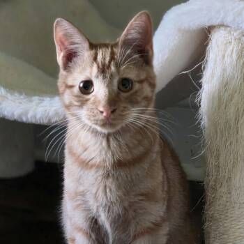 Sprocket -  Tabby Cat for Adoption in Columbia, South Carolina - Sprocket | PetCurious
