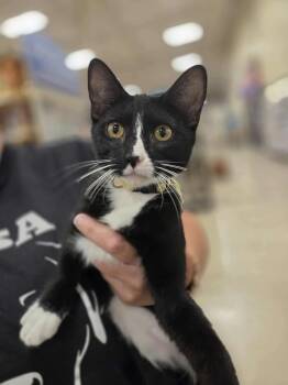 Rescue Domestic Short Hair Cats for Adoption in Puyallup, Washington - Reese | PetCurious