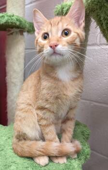 Brunswick -  Domestic Short Hair Cat for Adoption in Smithfield, North Carolina - Brunswick | PetCurious