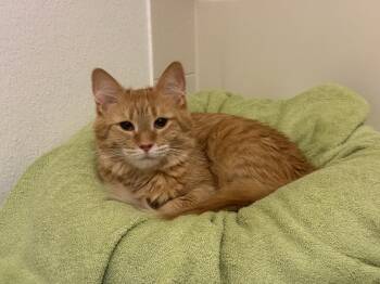 Sally Washington -  Domestic Medium Hair Cat for Adoption in Chandler, Arizona - Sally Washington | PetCurious
