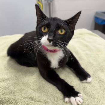 BEATRICE MUFFIN -  Domestic Short Hair Cat for Adoption in Peoria, Illinois - BEATRICE MUFFIN | PetCurious