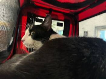 Domestic Short Hair Cats Available for Adoption in Palmetto, Florida - A136655 | PetCurious