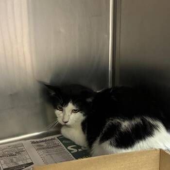 Spooky -  Domestic Short Hair Cat for Adoption in Cheyenne, Wyoming - Spooky | PetCurious