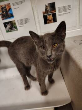 Rescue Domestic Short Hair Cats for Adoption in Atlanta, Georgia - Anastasia + | PetCurious